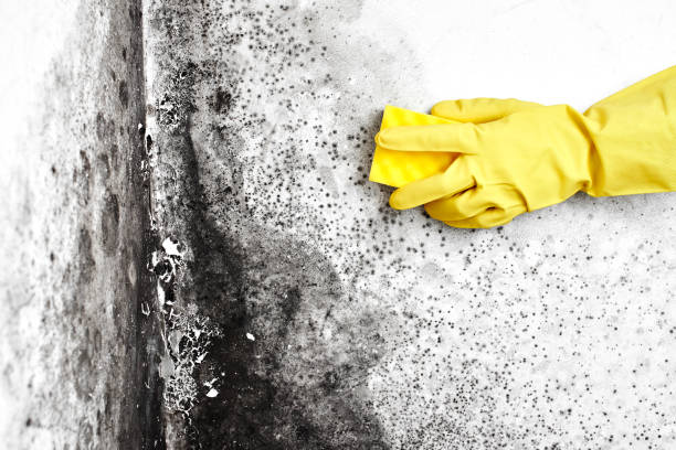 Best Residential Mold Remediation in West Belmar, NJ