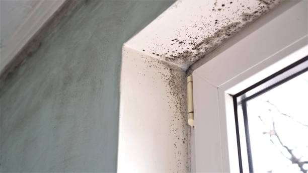 Best HVAC Mold Remediation in West Belmar, NJ