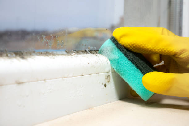 Best Crawl Space Mold Remediation in West Belmar, NJ