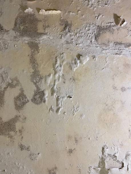 Best Commercial Mold Remediation in West Belmar, NJ